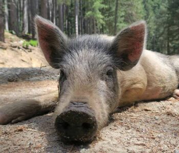 Animaux en Corse