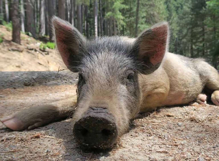 Animaux en Corse