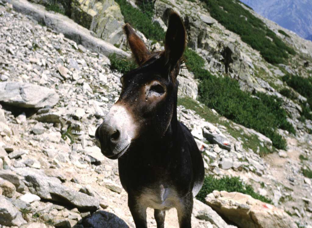 L'âne corse, animal typique de la Corse