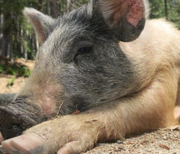 cochon corse