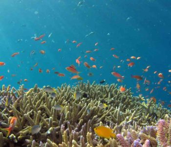 corse en snorkeling