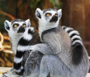 Corsica Zoo