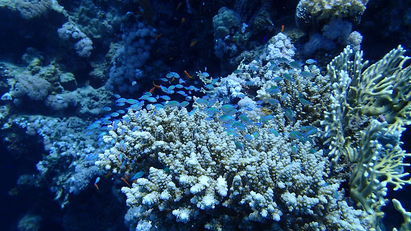 faune aquatique calvi