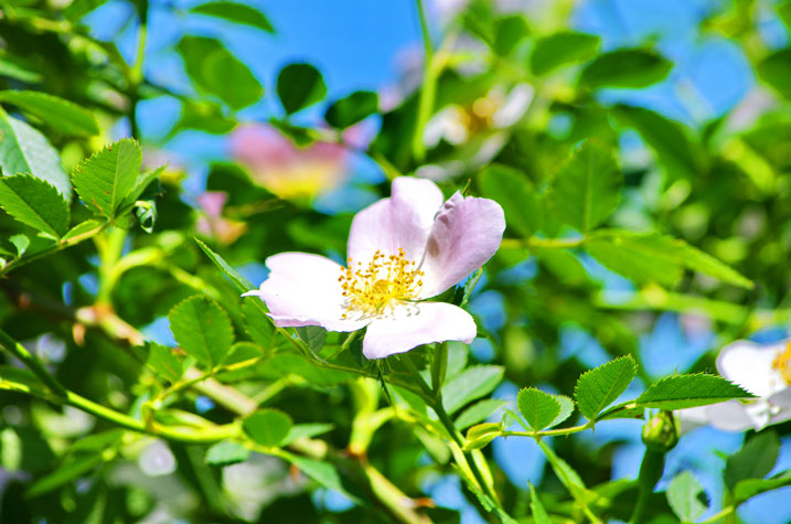 flore en Calenzana près camping Castors