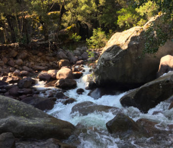 foret bonifato