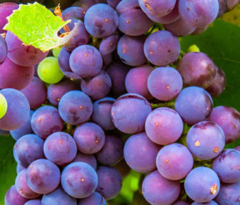 vignoble corse